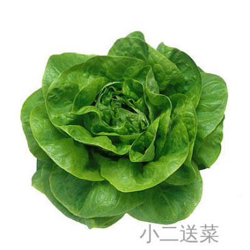 云南野菜奶油生菜