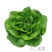 云南野菜奶油生菜