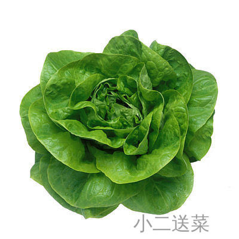 云南野菜奶油生菜