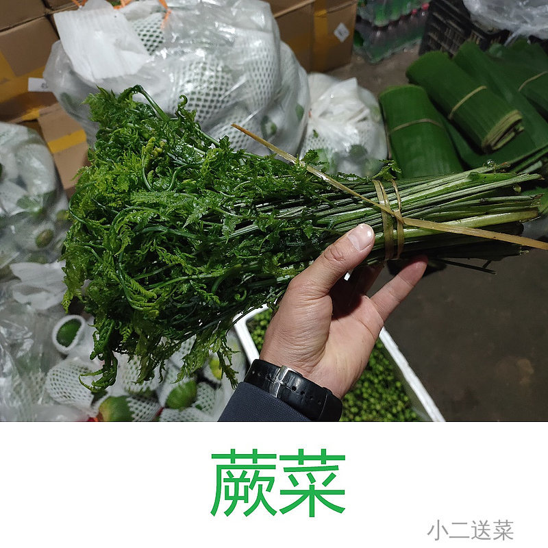 云南野菜水蕨菜