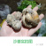 云南野菜沙姜