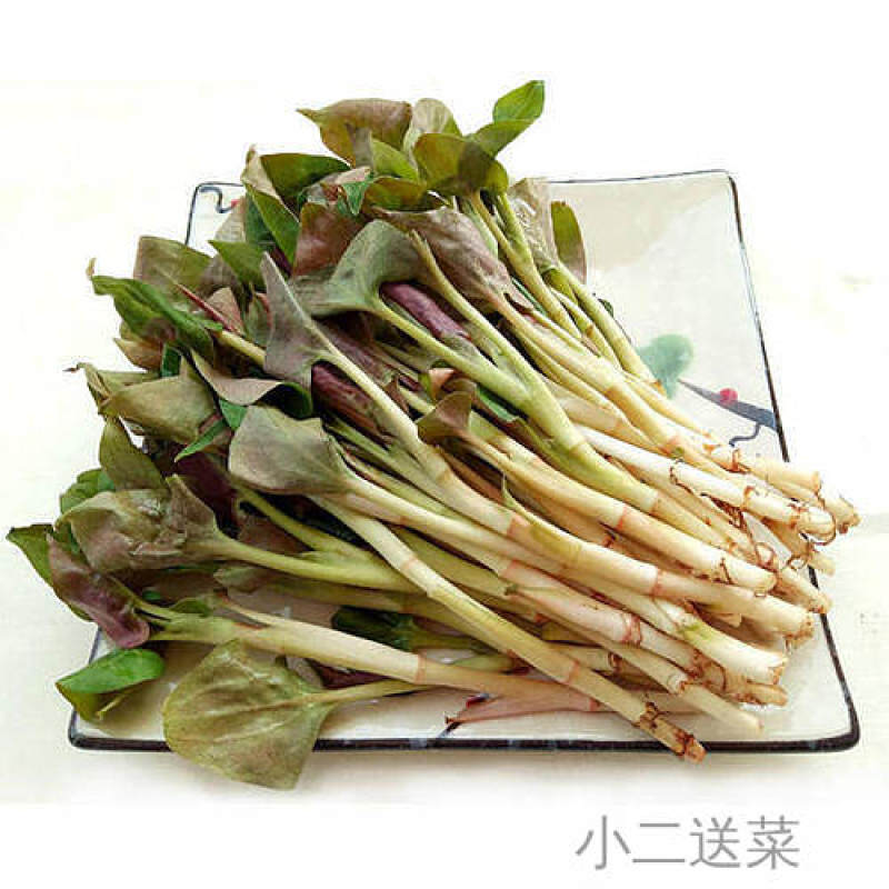 云南野菜折耳根叶