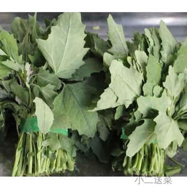 云南野菜灰蓧菜