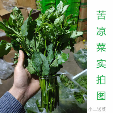 云南野菜苦凉菜