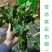 云南野菜苦凉菜