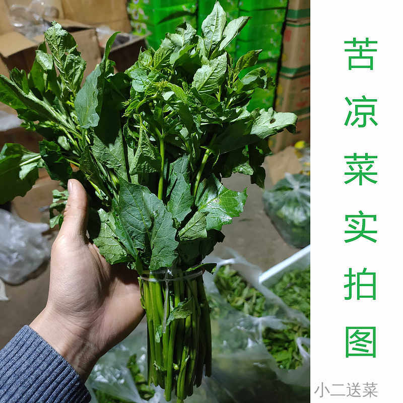 云南野菜苦凉菜