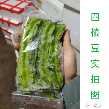 云南野菜四棱豆