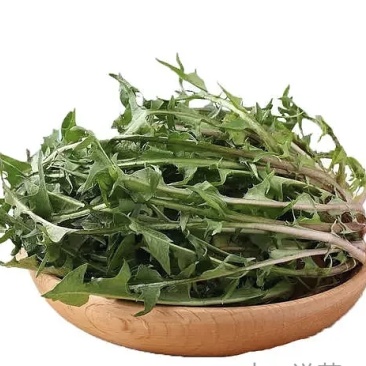 云南野菜蒲公英