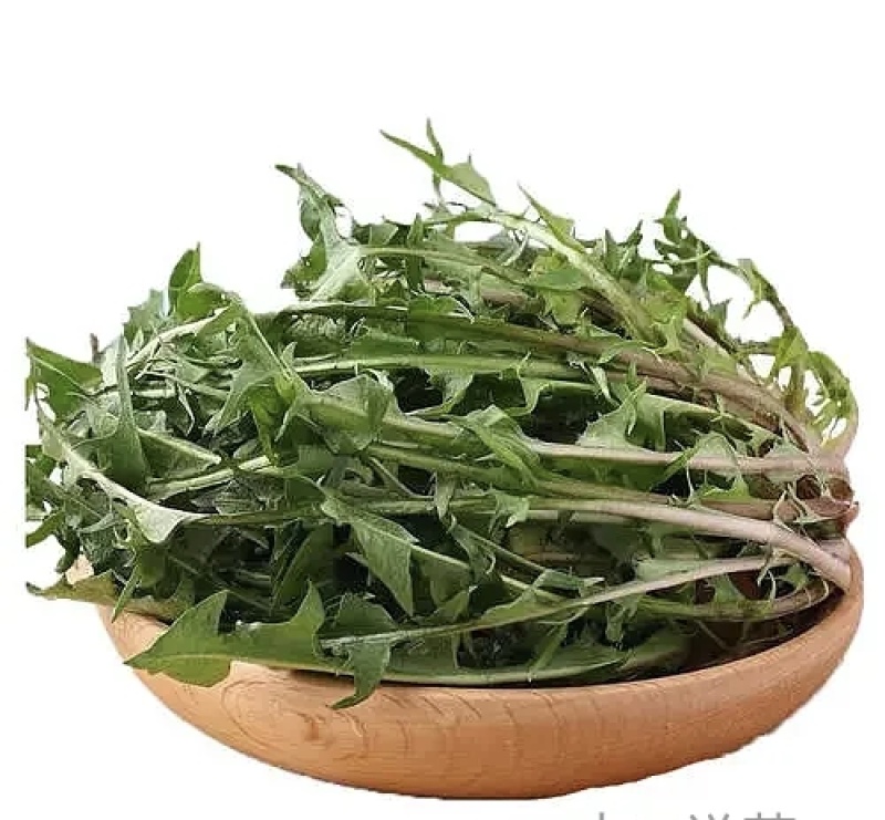 云南野菜蒲公英
