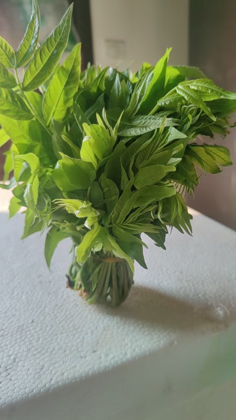 香椿