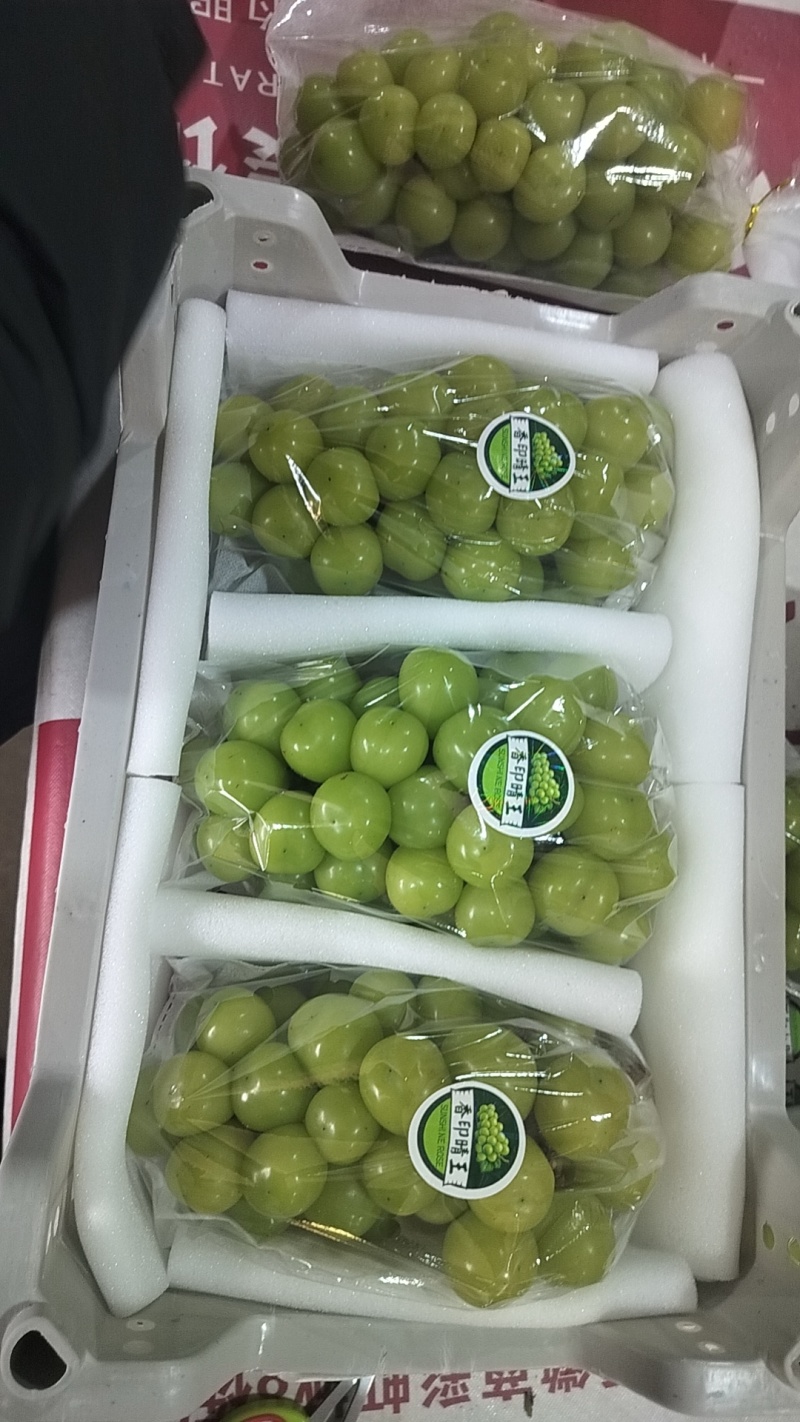 阳光玫瑰