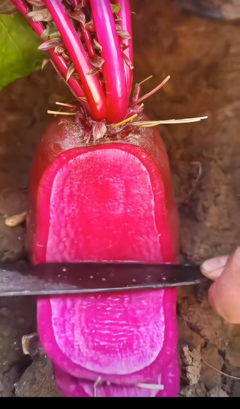 凤梨萝卜
