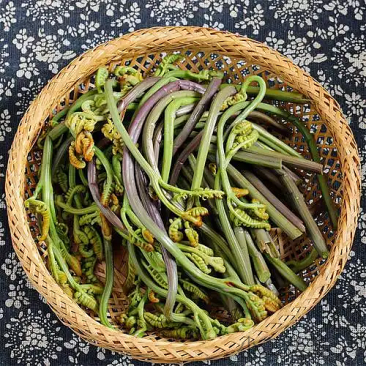 云南野菜焯水龙爪菜