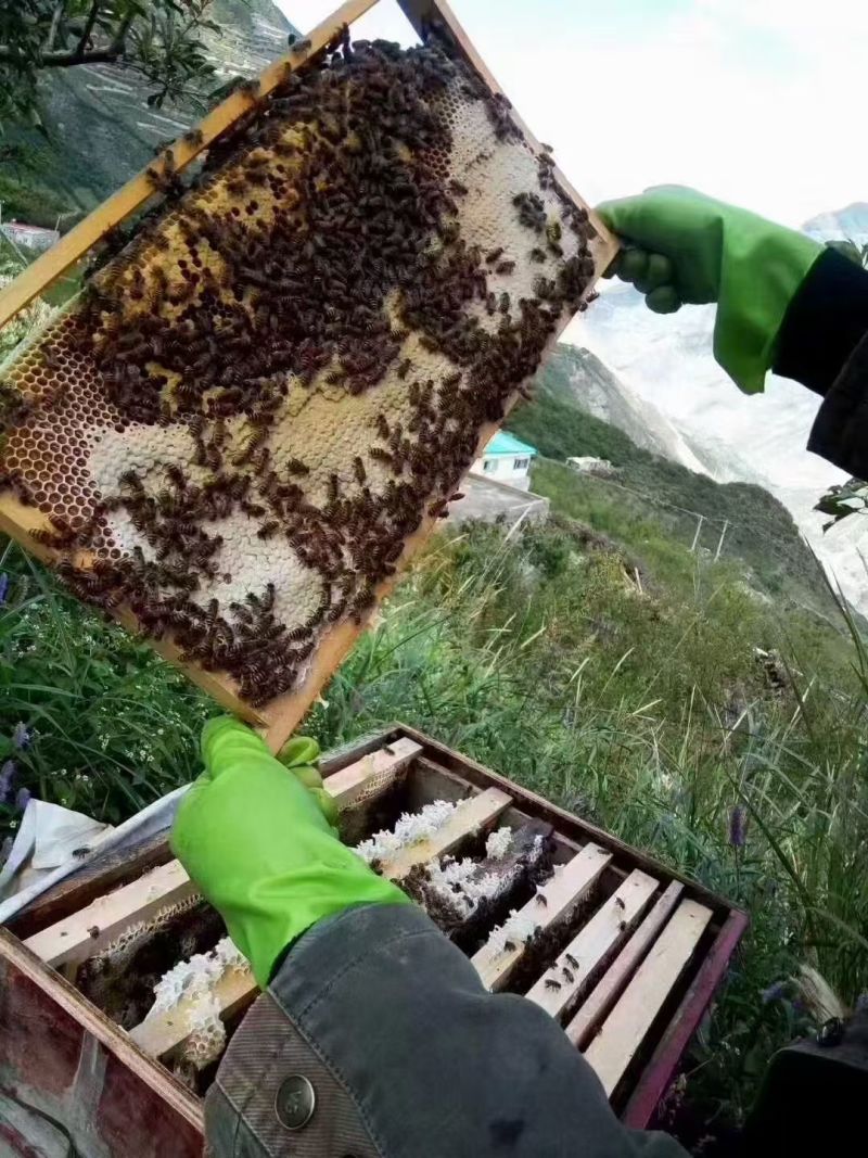 高山***蜂蜜