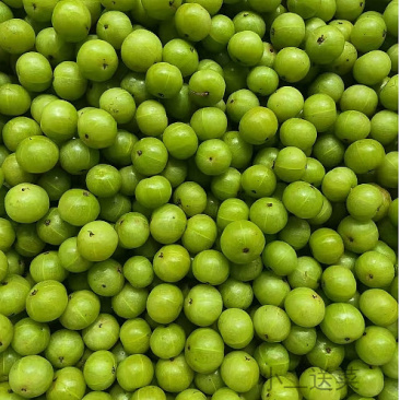 云南滇橄榄