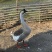 散养大鹅