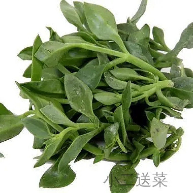 云南野菜田七