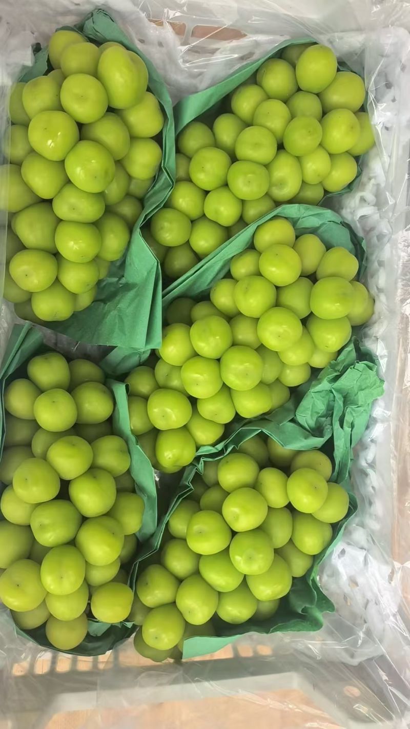 阳光玫瑰，冷库出货，全国可发