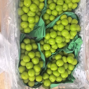阳光玫瑰，冷库出货，全国可发
