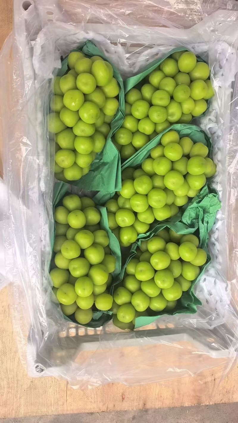 阳光玫瑰，冷库出货，全国可发