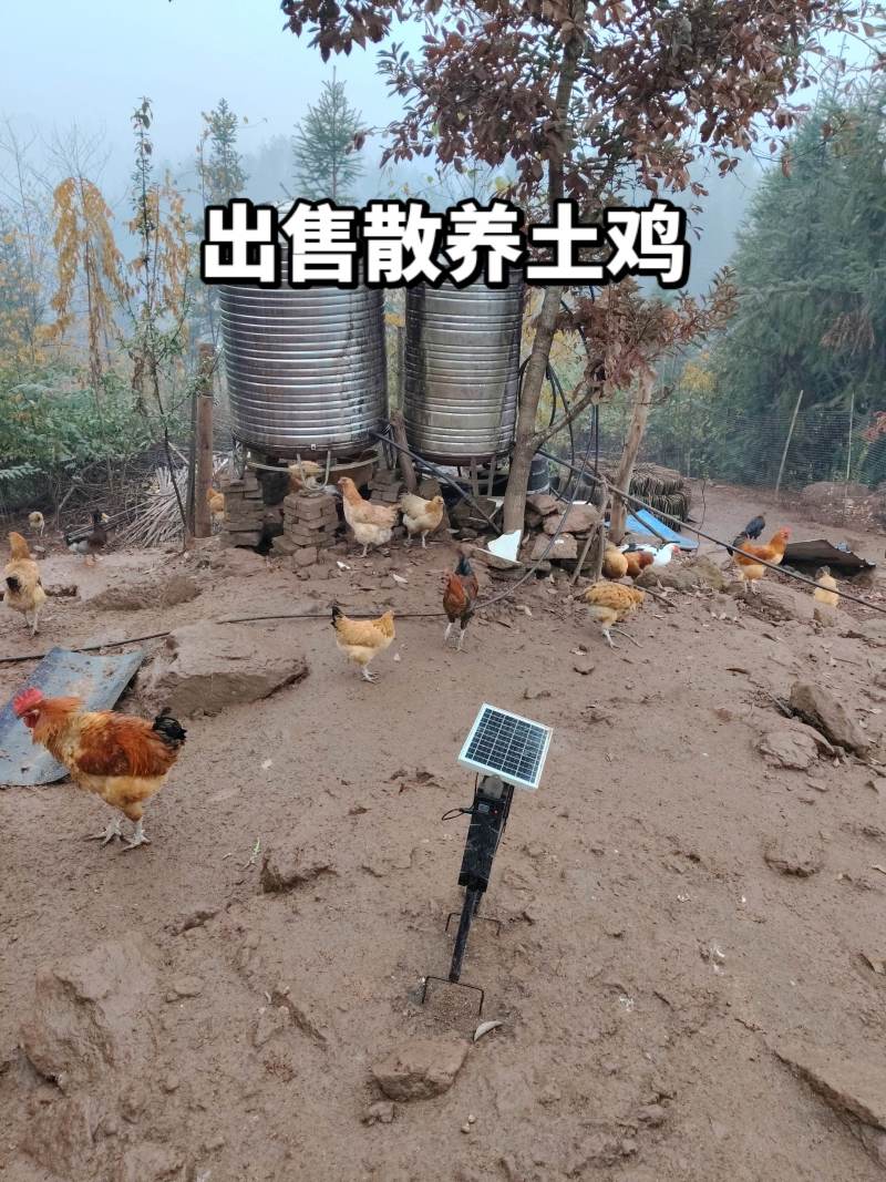 农村散养土鸡