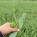 云南豌豆菜