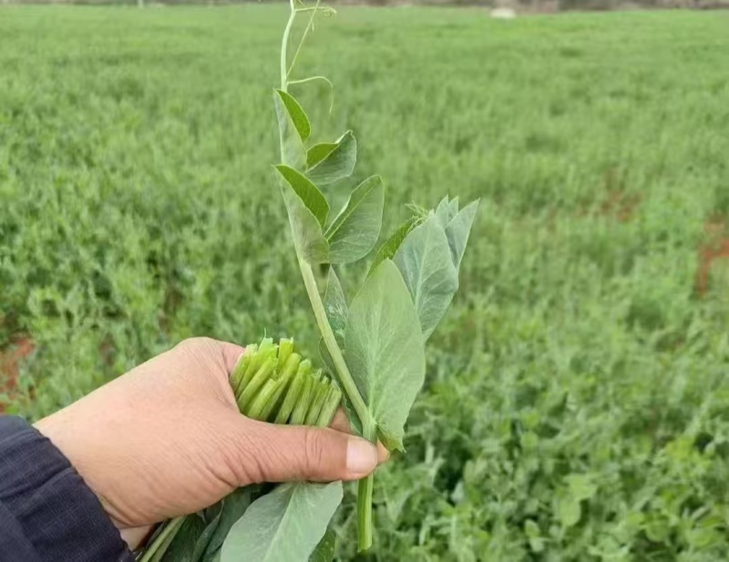 云南豌豆菜