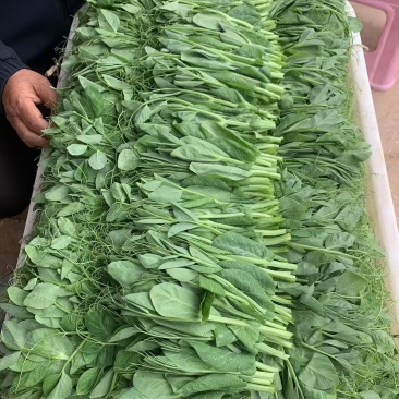 云南豌豆菜