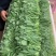 云南豌豆菜