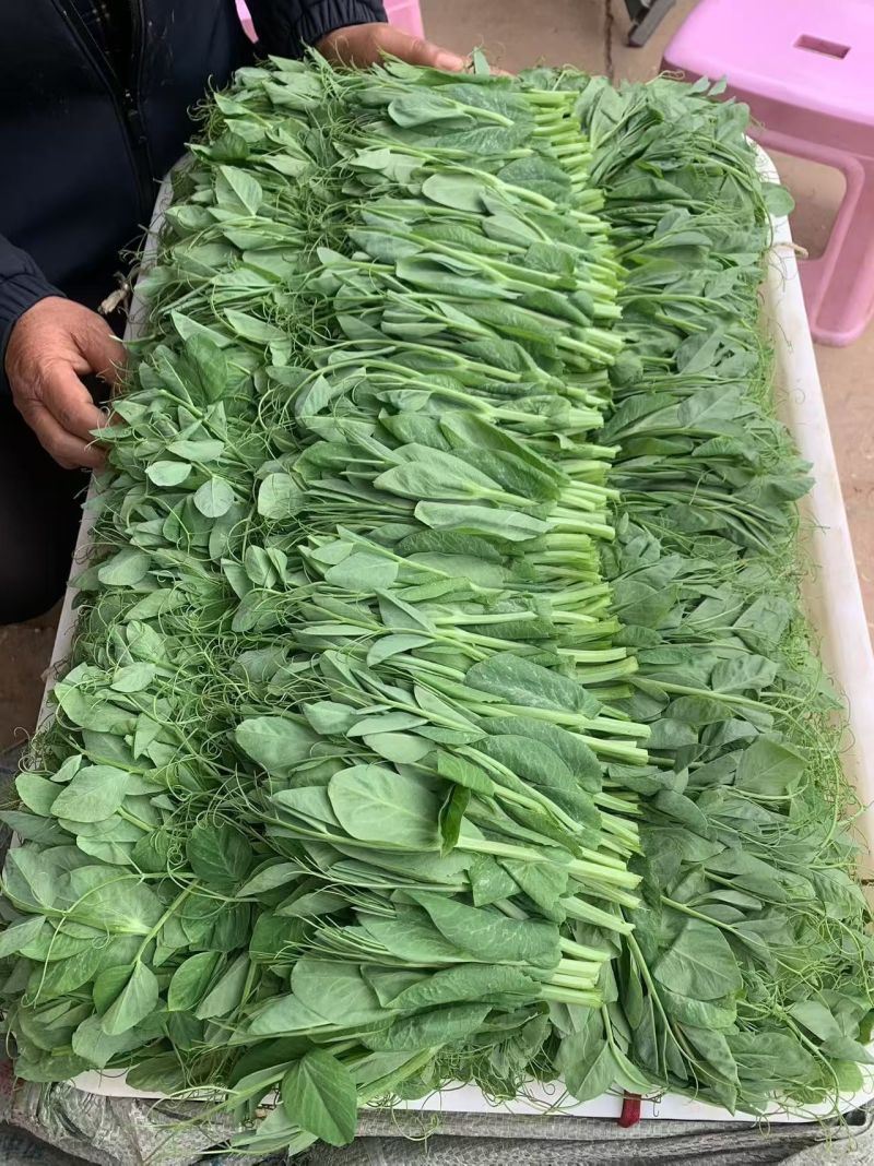云南豌豆菜