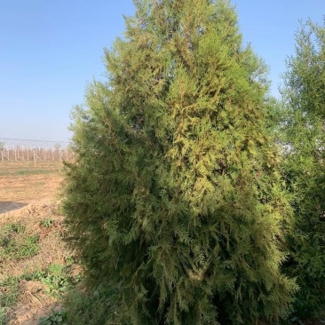 柏林树枝，有1000多颗，可批发枝叶或者整颗出售