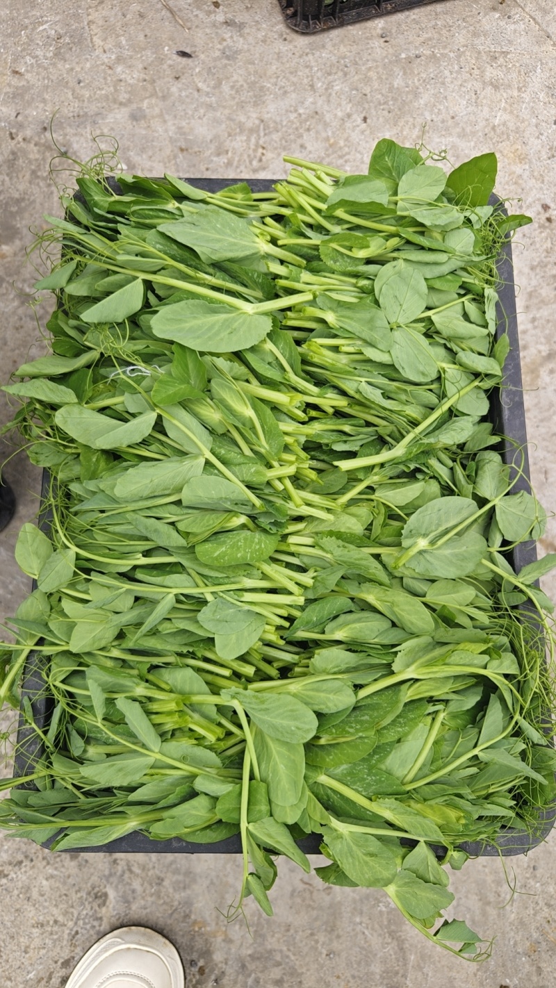 贵州豌豆尖