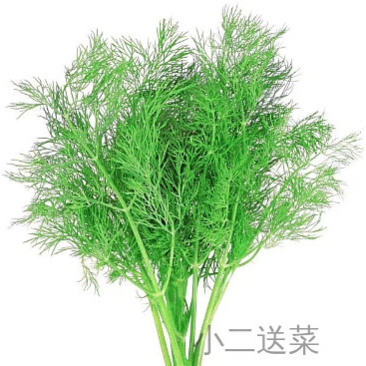 云南野菜莳萝