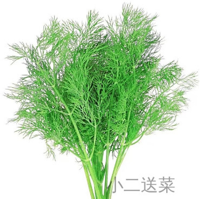 云南野菜莳萝