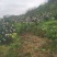 长寿湖爱媛果冻橙，血橙