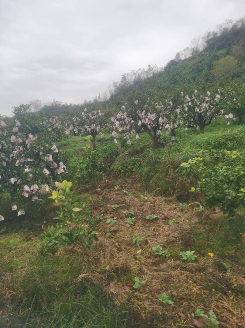 长寿湖爱媛果冻橙，血橙