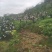 长寿湖爱媛果冻橙，血橙