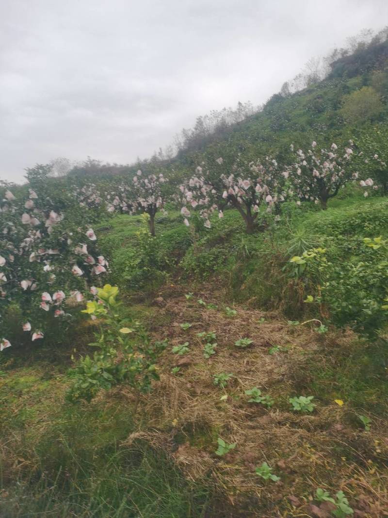 长寿湖爱媛果冻橙，血橙