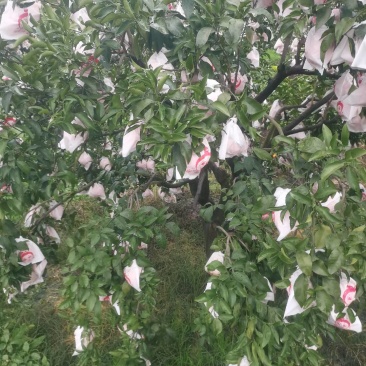 长寿湖爱媛果冻橙，血橙