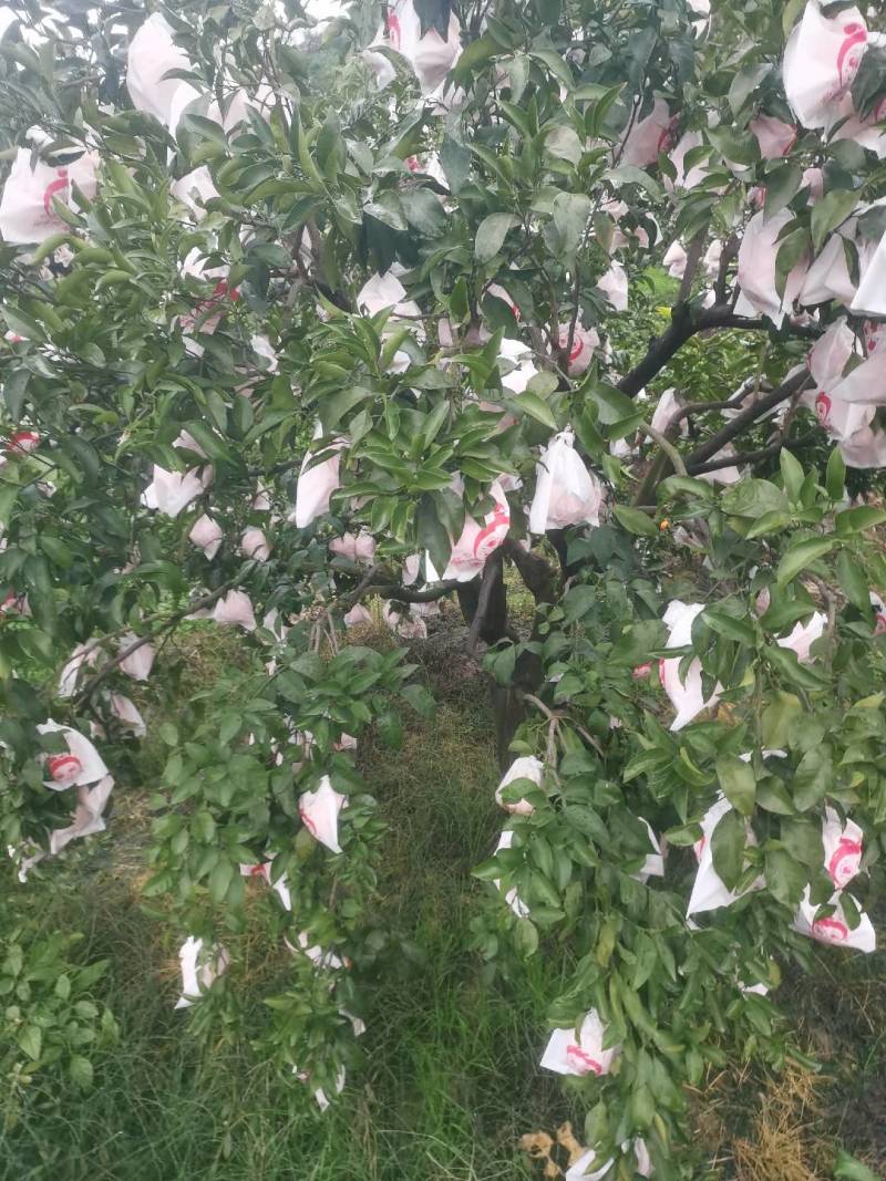 长寿湖爱媛果冻橙，血橙