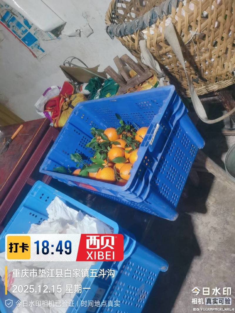 长寿湖爱媛果冻橙，血橙