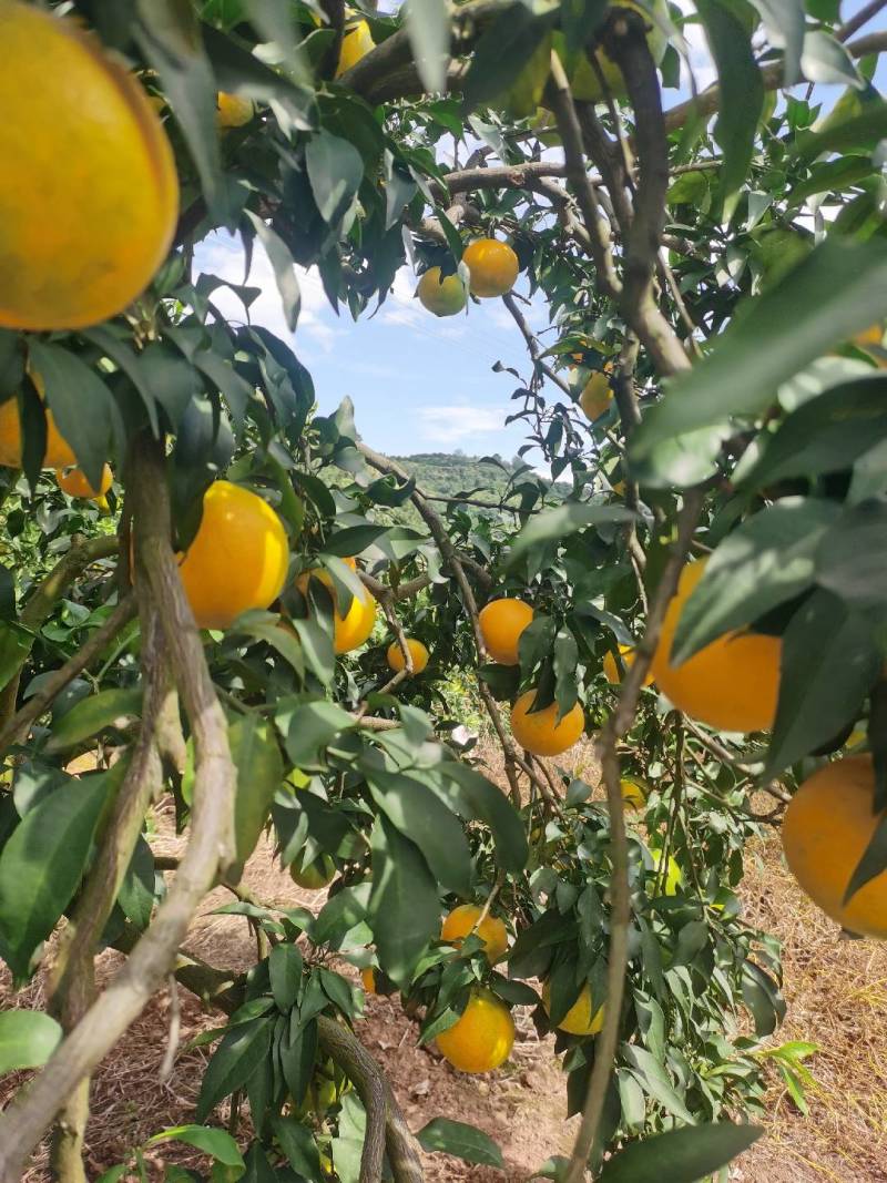 长寿湖爱媛果冻橙，血橙