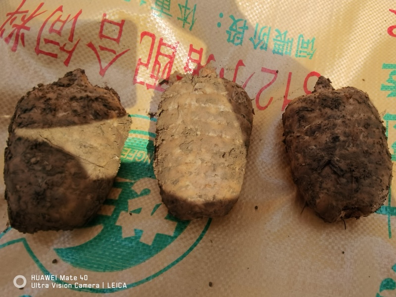 毕节天麻