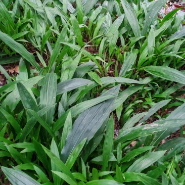 贵州毛慈菇苗