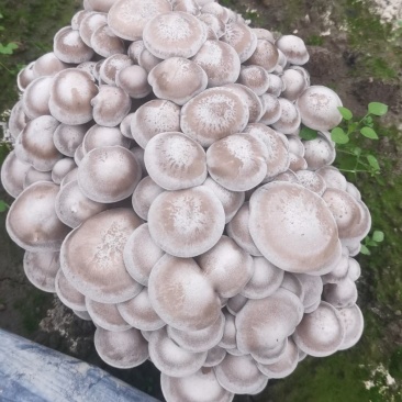 贵州林下种植鹿茸菇