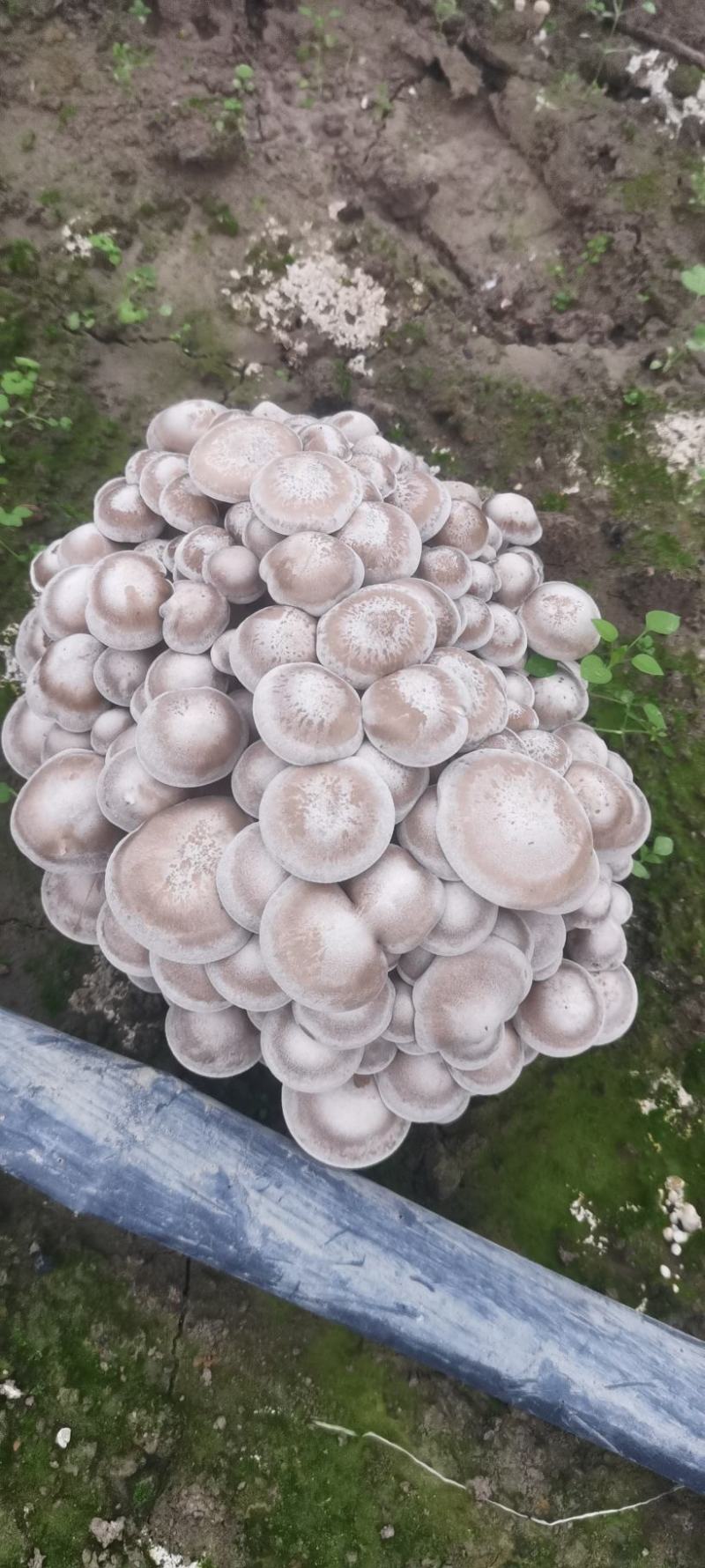 贵州林下种植鹿茸菇