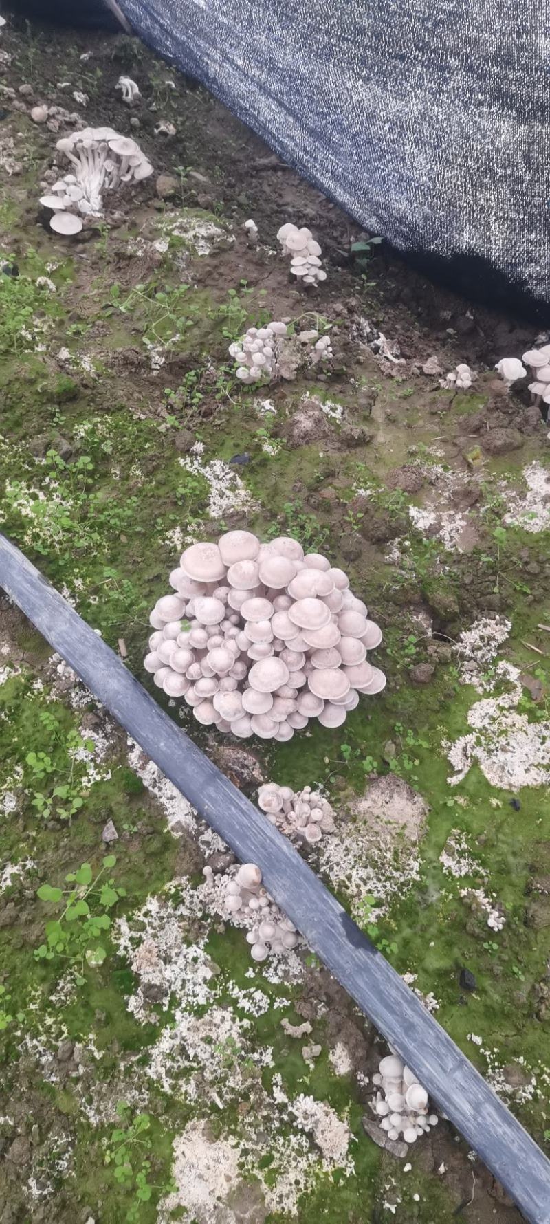 贵州林下种植鹿茸菇