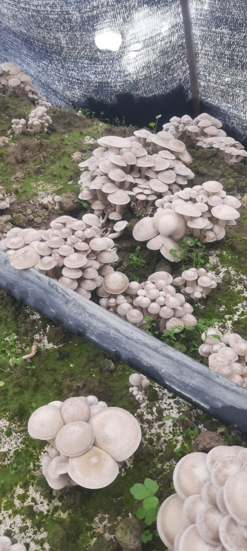 贵州林下种植鹿茸菇