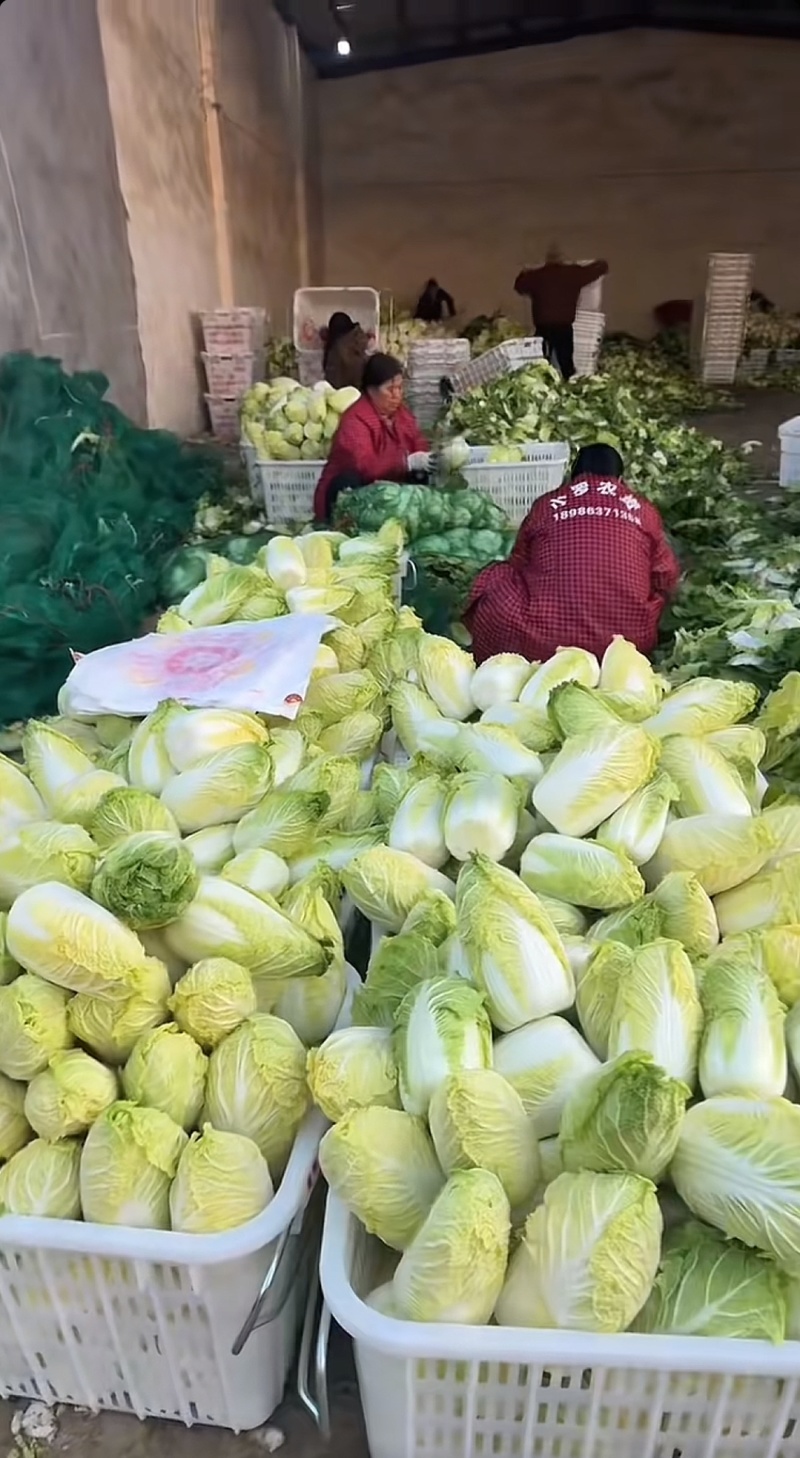 娃娃菜