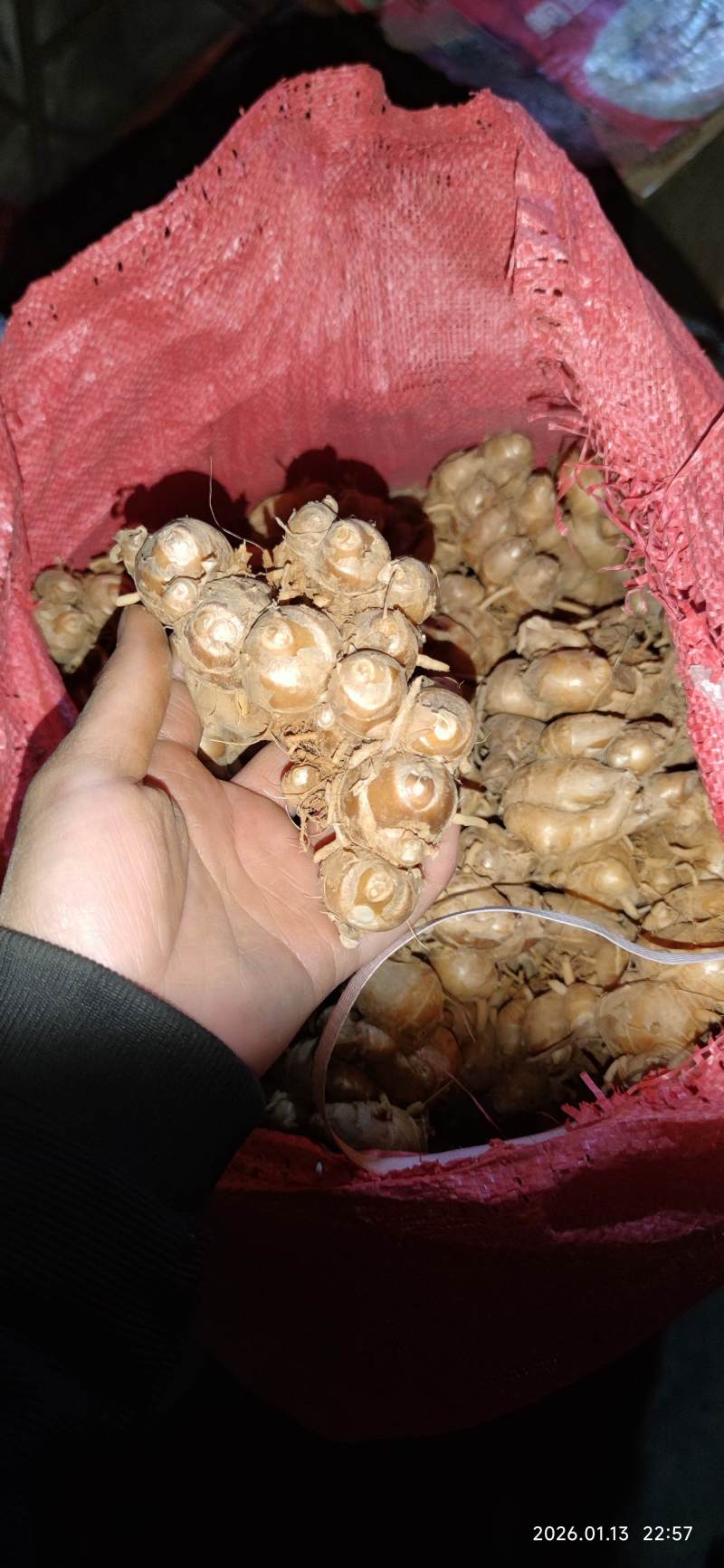品质超好的沙姜